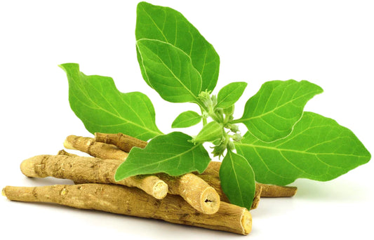 Unveiling the Power of Ashwagandha: A Natural Stress Reliever and More