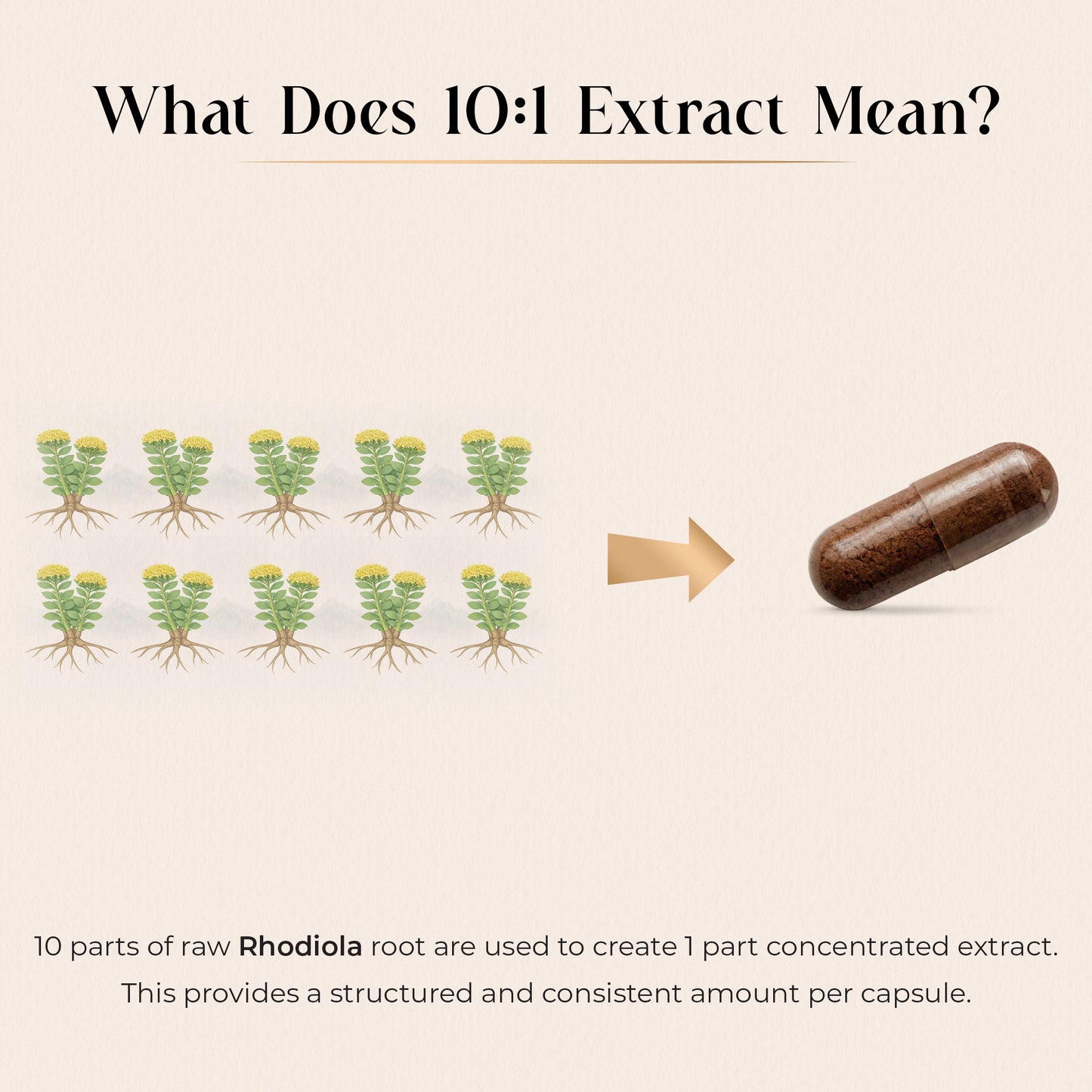 Rhodiola Rosea Extract 600mg | 120 Capsules | 4 Month Supply