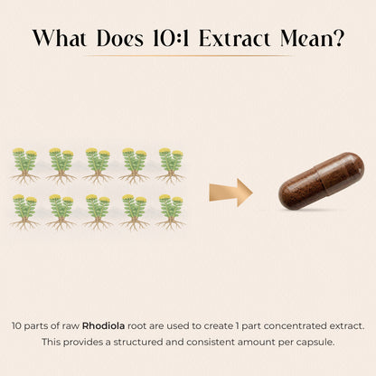 Rhodiola Rosea Extract 600mg | 120 Capsules | 4 Month Supply